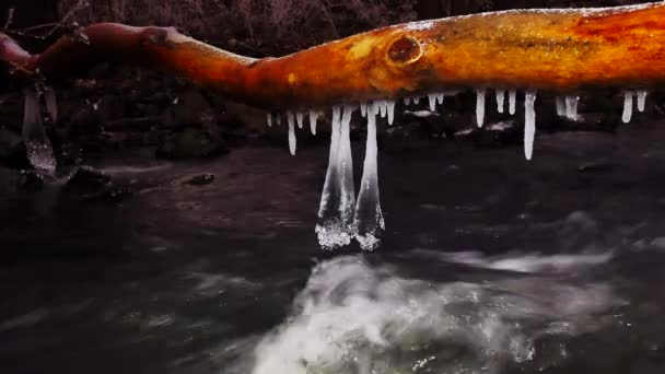 Lange Farbige Eiszapfen Hängen Einem Umgestürzten Stamm Einem Vereisten Fluss — Stockvideo