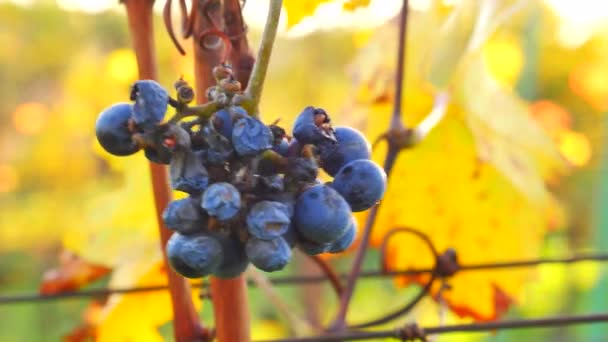 Baie Vigne Violette Juteuse Est Accrochée Une Plante Orange Jaune — Video
