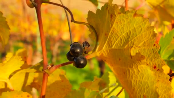 Black Grape Cluster Flaming Red Vine Leaf Autumn Fluttering Vine — Stock Video
