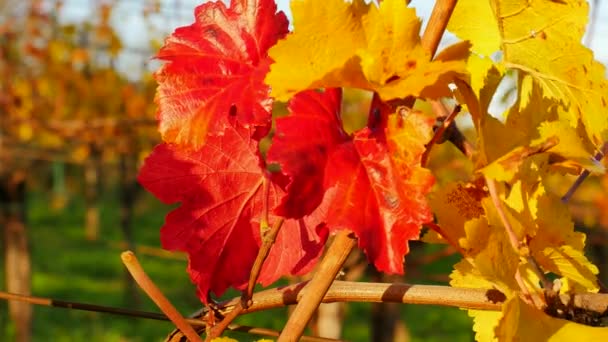 Rode Vinograd Vel Een Wijnstok Herfst Kleuring Een Fladderende Wijnstok — Stockvideo