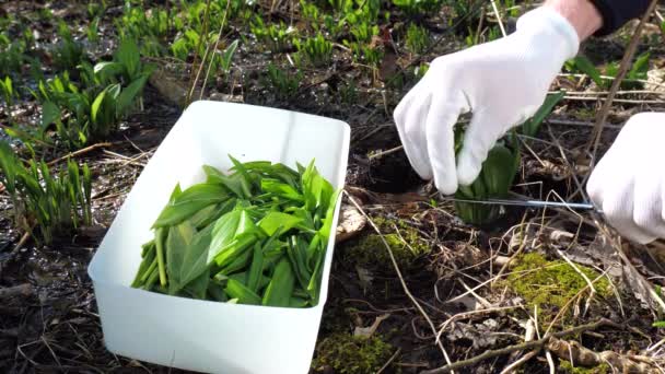 유기농 마늘을 수확하여 상자에 저장하는 — 비디오