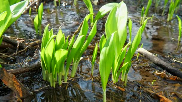 Las Hojas Jugosas Allium Ursinum Conocido Como Ramsons Buckrams Ajo — Vídeos de Stock