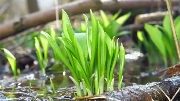 Fresh Bear Leek Garlic Water Pool Spring Medical Nutritional Plant — Stock Video