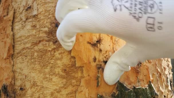 Angripen Elakartade Insekter Långhornskalbaggens Larver Förstörde Den Vita Substansen Barken — Stockvideo