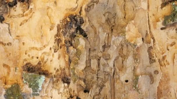 Meşe Ormanında Istila Edilmiş Bir Ağaç Barkless Yaprak Döken Ağacı — Stok video