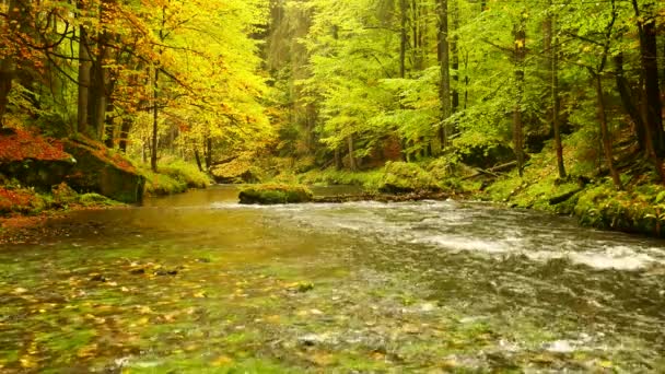 Floresta Folhagem Vibrante Queda Rio Kamenice Suíça Checa — Vídeo de Stock