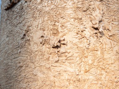 Meşe ormanında istila edilmiş bir ağaç. Barkless yapraksız ağaç. Şişko larvaları ararken bir tımarhane ya da ağaçkakan kabuğu soymuş..