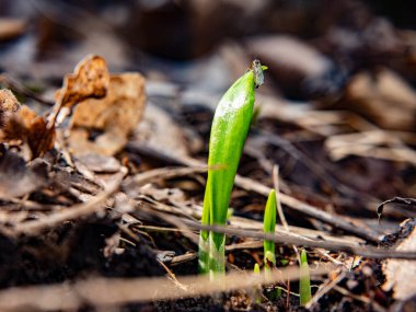 Yaban ayısı sarımsak unu. Baharın ilk baharında yenen taze yapraklar yabani sarımsak, yabani inek pırasası, Ramsons, Buckram, geniş yapraklı sarımsak, ahşap sarımsak, ayı pırasası.. 