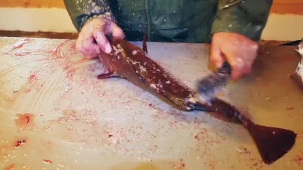 Limpeza Escamas Peixe Com Faca Homem Irreconhecível Mãos Closeup — Vídeo de Stock
