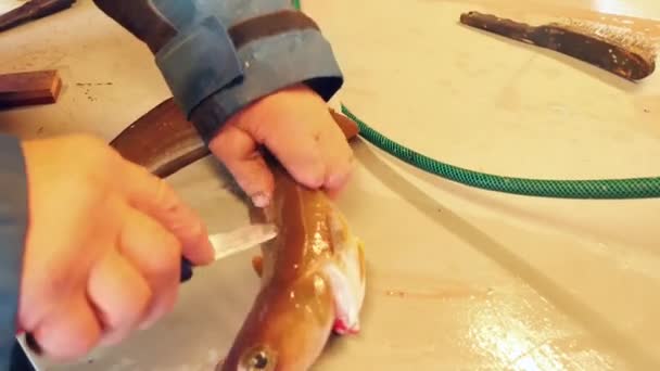 穿着工作的橡胶围裙的人清除了乳鱼黏糊糊的皮肤 手工操作海鱼 — 图库视频影像