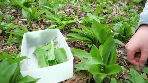 Close Mãos Cuidadosamente Rasgando Folhas Allium Ursinum Alho Selvagem Florestal — Vídeo de Stock