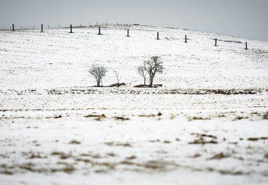 İki yaşlı ağaç at tırmalama ve ısırık kabuğu yüzünden zarar gördü. Atsız sessiz bir kış atı otlağı.