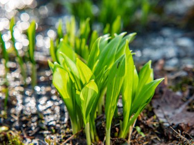 Bir demet yabani sarımsak yaprağı, Allium ursinum. Ev yemeği için yabani sarımsak yaprakları topluyorum.. 