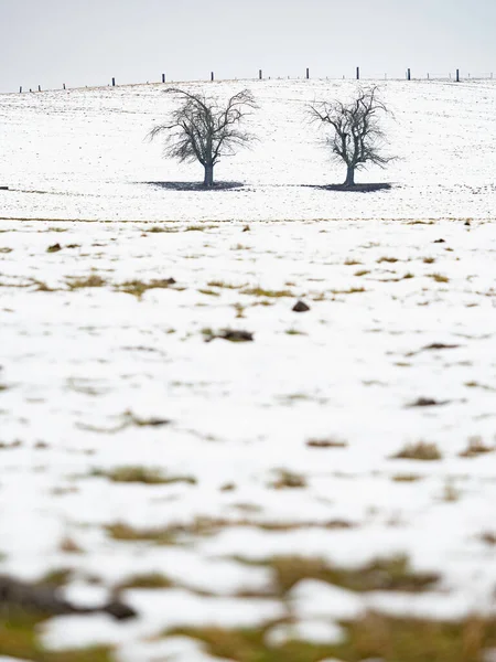 Pastos Cubiertos Nieve Árboles Pobres Por Una Larga Cerca Vacas — Foto de Stock