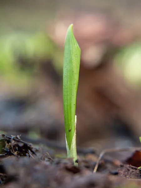 Cowleek Selvagem Ramsons Jovem Broto Ursos Alho Solo Úmido Após — Fotografia de Stock