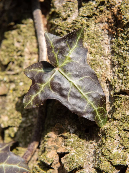 Ivy Blad Donkere Eiken Schors Planten Altijd Groen Lente Licht — Stockfoto