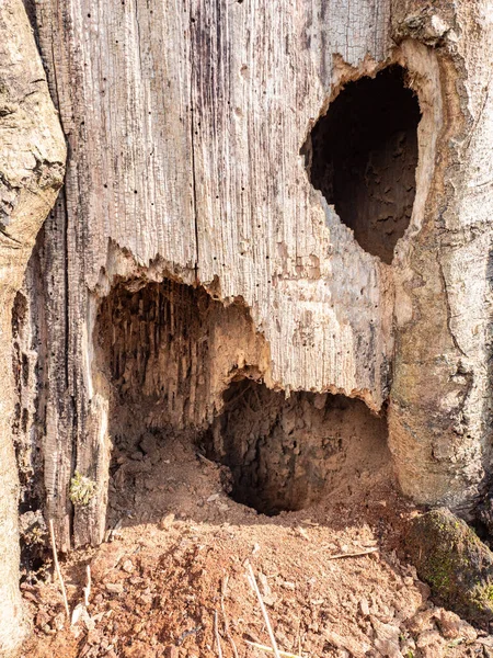 Oco Uma Grande Árvore Velha Larga Floresta Primavera Casa Para — Fotografia de Stock