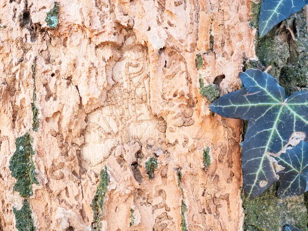 Abgenagte Und Sommergrüne Rinde Von Wintereichen Überwuchert Mit Laubholzbockkäfern Morinus — Stockfoto