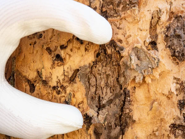 Personnel Forestier Montre Main Des Tunnels Larves Insectes Destructeurs Bois — Photo