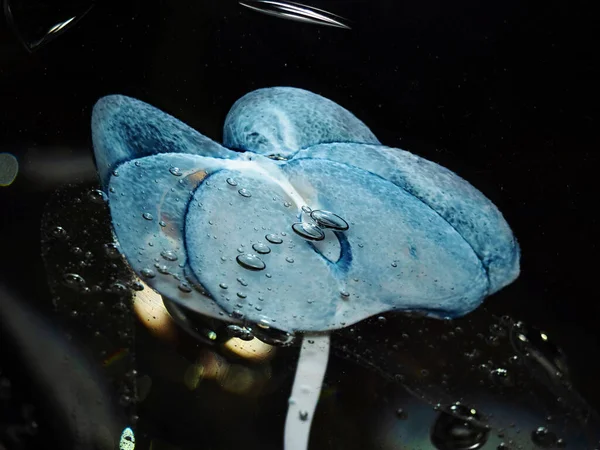 Fiore Blu Seta Incastonato Vaso Vetro Cristallo Mondo Favola Cristallo — Foto Stock