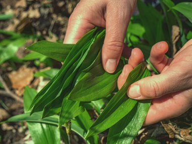 Bahar ormanlarında gündüz vakti el yapımı sarımsak.