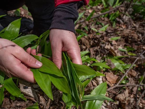 Hand Tears Wild Garlic Spring Forest Daytime Nature — Stock Photo, Image