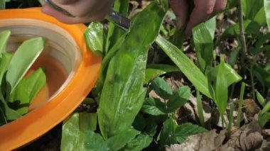 Kadın elleri doğada vahşi ayı sarımsağının yeşil yaprakları ile kesilip kesiliyor. Güneşli bahar gününde arka planda bulanıklık olan orman..