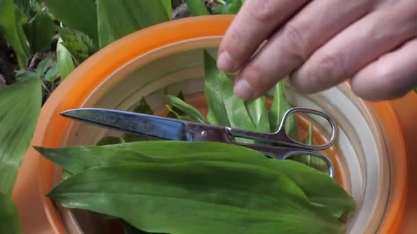 Vrouwelijke Handen Scheuren Snijden Met Een Schaar Groene Bladeren Van — Stockvideo