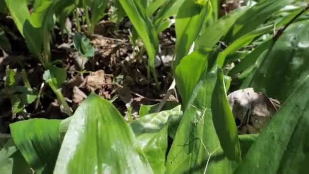 Woman Hands Harvesting Herb Leaves Deciduous Forest Tearing Allium Ursinum — Stock Video