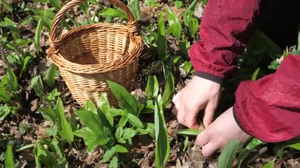 Woman Harvesting Fresh Bear Garlic Spring Sunny Day Season Herbalism — Stock Video