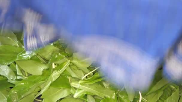 在木制书桌背景上烘干新鲜的野大蒜香草和香料食品绿叶 — 图库视频影像