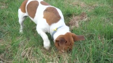Jack Russell Terrier hızla çimenleri kokluyor ve toprağında saklanan bir fareyi arıyor..
