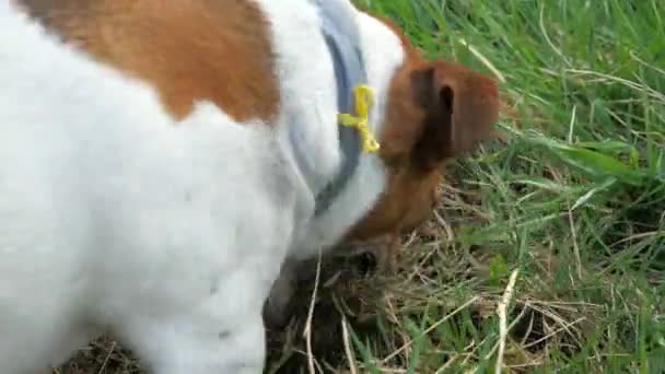 Jack Russell Terrier Perro Está Cavando Prado Cerca Perro Caza — Vídeos de Stock