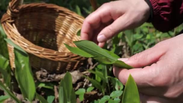 Kvinnliga Riva Klasar Färsk Vild Vitlök Skogen Och Våren Lämnar — Stockvideo