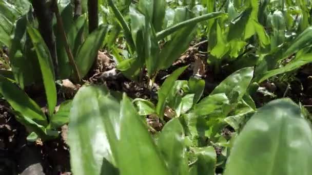 Wilde Knoflook Rotte Bomen Bladeren Met Lichte Reflectie Allium Ursinum — Stockvideo