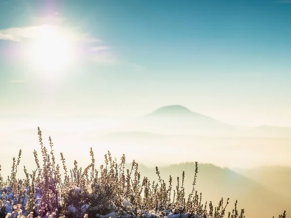 Snowy Bush Rotsachtige Rand Chill Mistige Ochtend Heuvelachtig Landschap Misty — Stockfoto