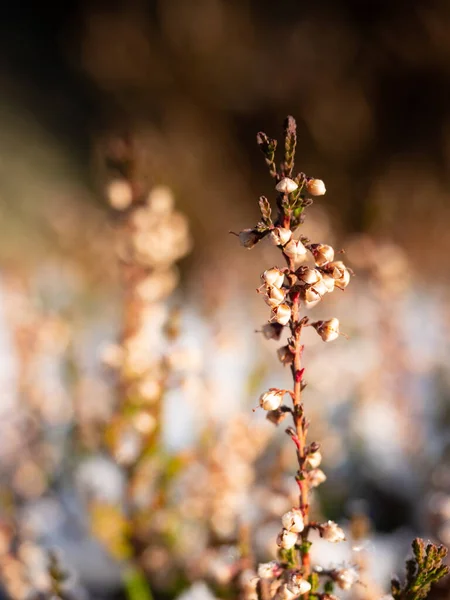 Inverno Arbusto Urze Floração Neve Derretida Primavera — Fotografia de Stock