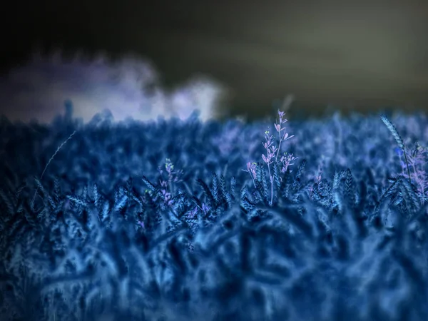 Dark Night Corn Field Scary Night View Filed Harvesting Abstract — Stock Photo, Image