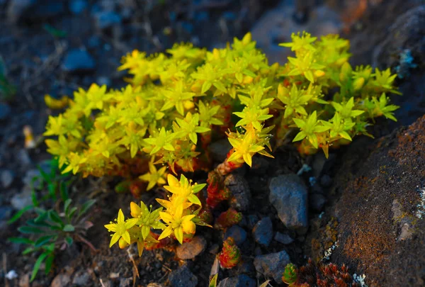 Dewy Blossoming Yellow Stonecrop Sedum Rocky Wall Wild Nature Basalt — Foto Stock
