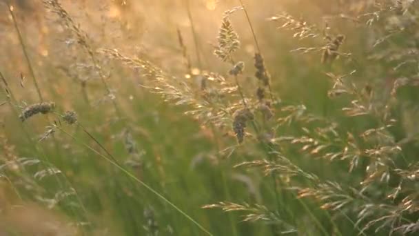 Красивий Луг Пастельних Тонах Туман Сонячне Світло Повільний Рух — стокове відео