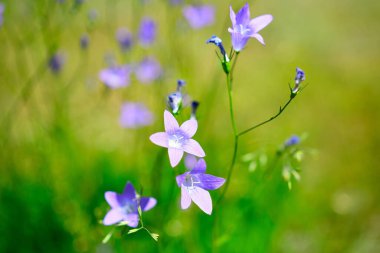 Akşam çayırında güzel mavi çan çiçekleri. Yaz çayırlarında kır çiçekleri güneşli sabahlarda