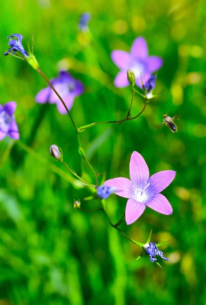 Mooie Blauwe Bel Bloeit Avondweide Wilde Bloemen Zomerweide Zonnige Ochtend — Stockfoto