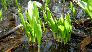 Ramson 'dan yumuşak bir filiz. Vahşi ayı sarımsağı olarak da bilinir. Ramson yaprakları baharda yetişir. Genç orman.