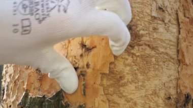 Uzman ağaç gövdesini kabuksuz kontrol ediyor. Meşe ormanında istila edilmiş bir ağaç..