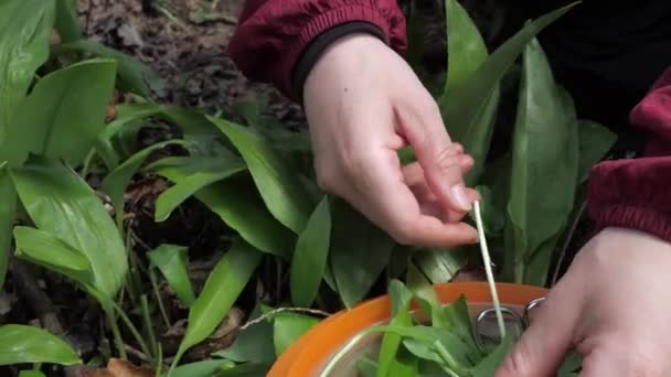 Zbieranie Liści Allium Ursinum Przepływu Znany Jako Ramsons Buckrams Dziki — Wideo stockowe