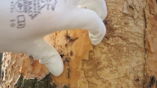 Эксперт Проверяет Ствол Дуба Коры Зараженное Умирающим Деревом Дубовом Лесу — стоковое видео