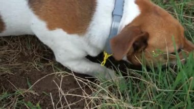 Jack Russell 'ın köpeği yaz tatilinde çayırda çukur kazıyor.