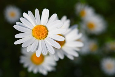 Yeşil bir çayırda papatya çiçeği. Papatyalar, Dox-eye çiçeği, yaygın papatya, köpek papatyası veya ay papatyası