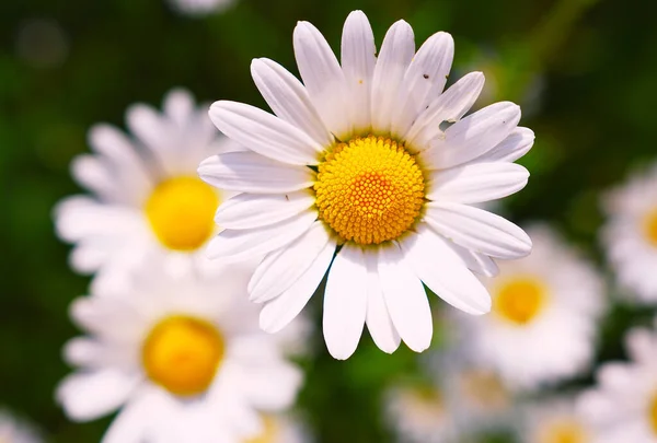 Papatya Çiçeği Tarlası Papatya Çiçekleri Parlak Bokeh Ile Güneşli Yaz — Stok fotoğraf
