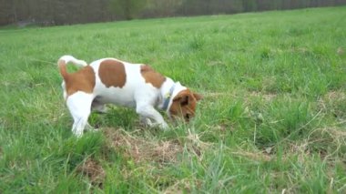 Genç Jack Russell Terrier köpeği çayır bölgesini kontrol ediyor ve bir çukur kazıyor.